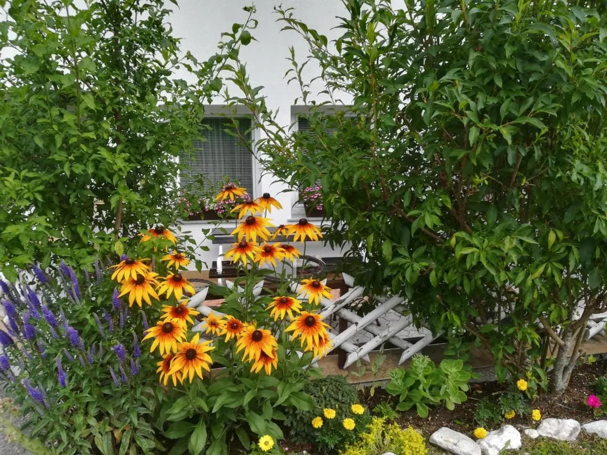 Vrt pred hišo Groš: rumene rudbekije, sivka in bela klopca